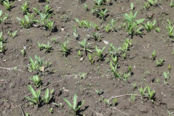 什么时候采摘刺儿菜，在每年的6-7月份