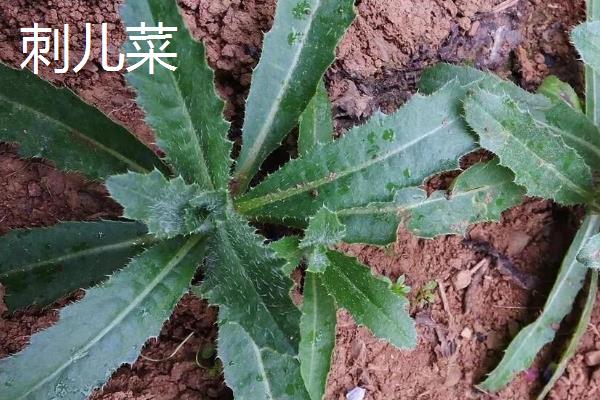 什么时候采摘刺儿菜，在每年的6-7月份