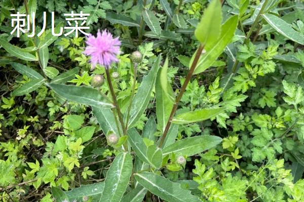 什么时候采摘刺儿菜，在每年的6-7月份