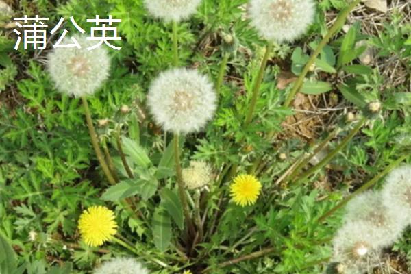 什么时候采摘刺儿菜，在每年的6-7月份