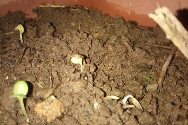 如何种植手捻葫芦，结瓜期要定期追施磷钾肥