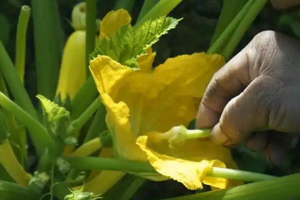 如何种植手捻葫芦，结瓜期要定期追施磷钾肥