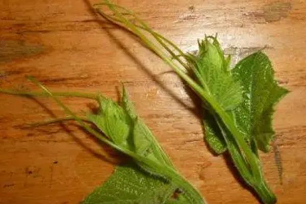 如何种植手捻葫芦，结瓜期要定期追施磷钾肥