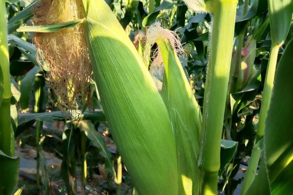 科元玉533玉米种子特征特性,密度4500株/亩左右