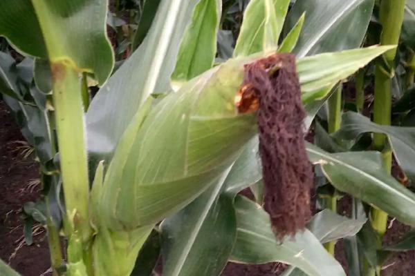 乐收6号玉米品种简介，防治病虫鼠害