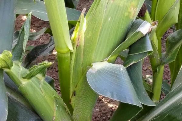 乐收6号玉米品种简介，防治病虫鼠害