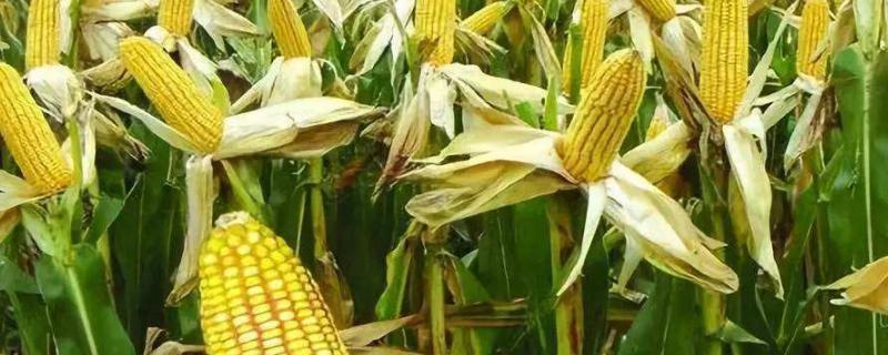 天丞228玉米种子介绍，中抗穗腐病和弯孢叶斑病