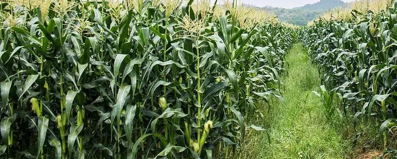 金娃8号玉米种子特点，注意防治病虫害
