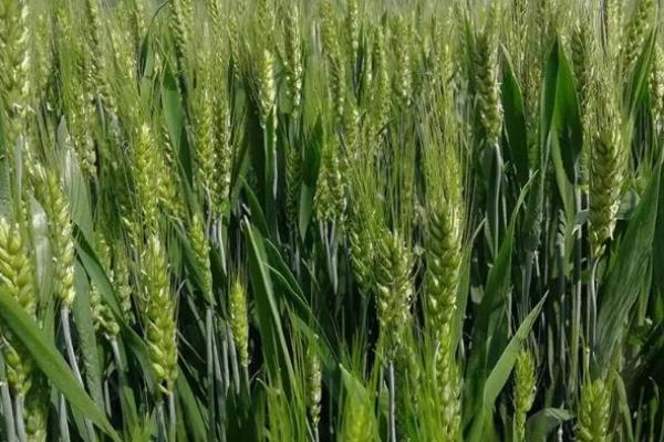 云麦87小麦种子简介,每亩播9~10千克