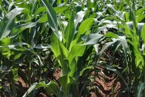 赋玉2号玉米种子介绍，平均生育期131天