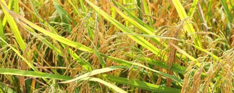 桂朝3号水稻品种简介，全生育期141天