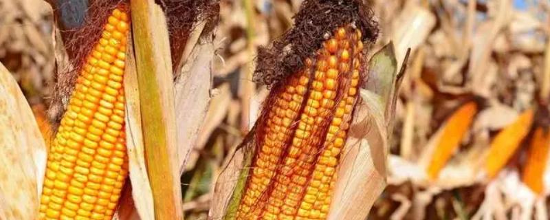 赋玉2号玉米种子介绍，平均生育期131天