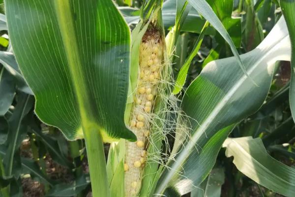 金娃8号玉米种子特点，注意防治病虫害