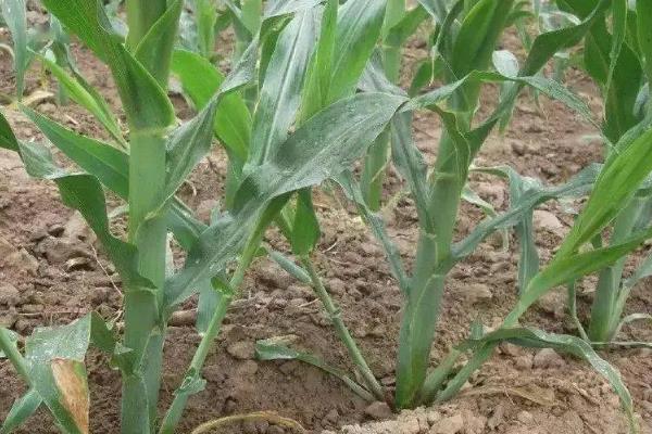 天丞228玉米种子介绍，中抗穗腐病和弯孢叶斑病