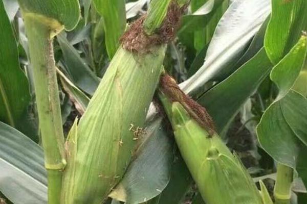 DG2211玉米种子介绍,注意防治大斑病及丝黑穗病