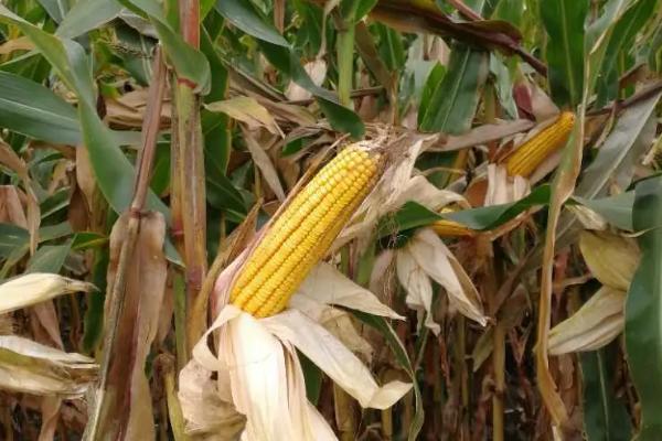 DG2211玉米种子介绍,注意防治大斑病及丝黑穗病