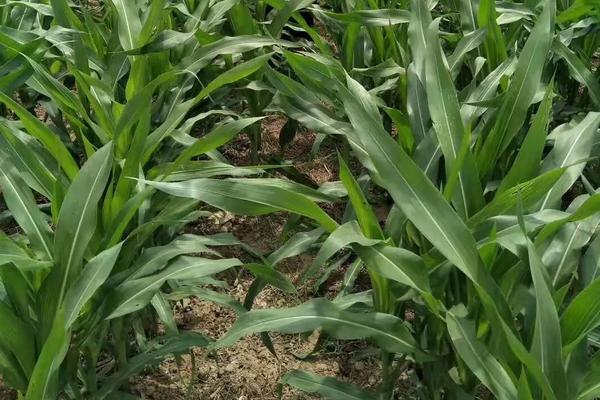 5G3197玉米种子简介，注意防治大斑病和茎腐病