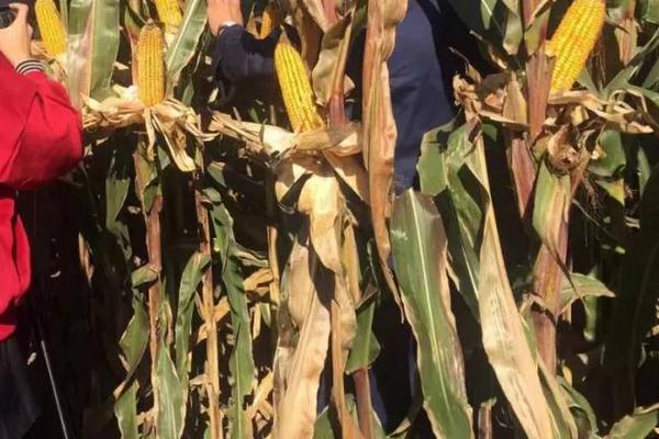 金单5号玉米种子特征特性，密度4000株/亩左右