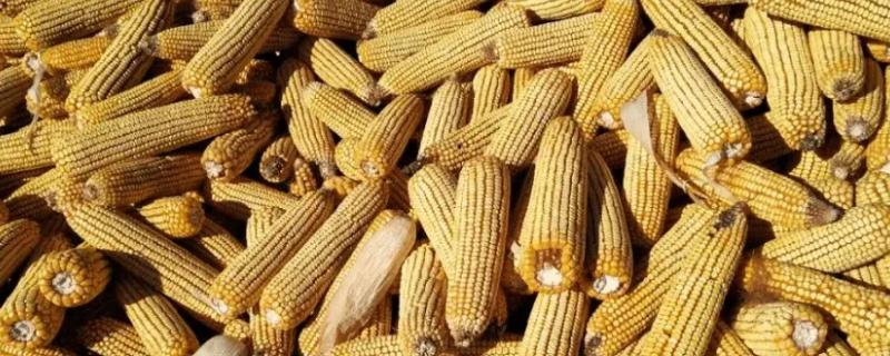 联达A74玉米品种简介，注意防治瘤黑粉病