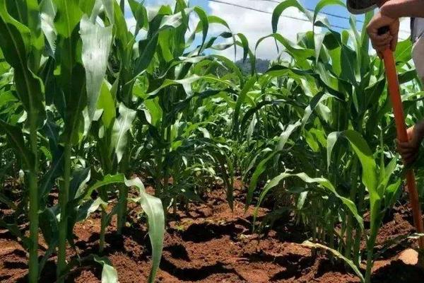 豫单828玉米品种的特性,中抗穗腐病