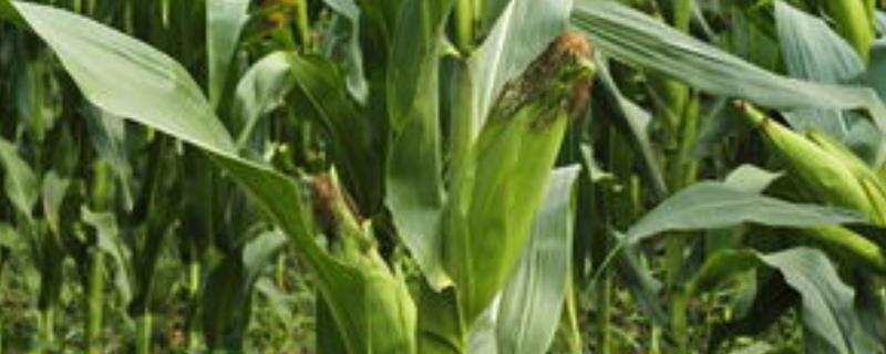 荃科860玉米种子特点，高抗茎腐病