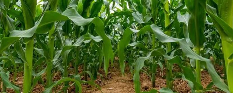新玉889玉米种子特点，密度4200—4700株/亩