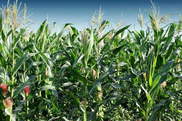 淦玉168玉米品种的特性,注意防治穗腐病