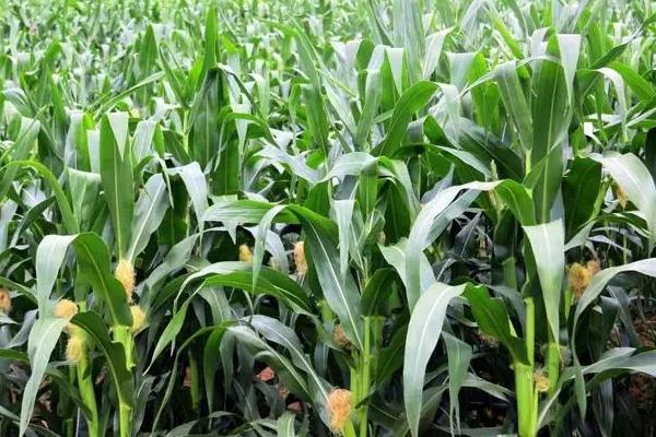 现代447玉米种子介绍，中抗茎腐病