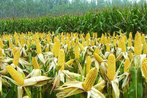荃科860玉米种子特点，高抗茎腐病