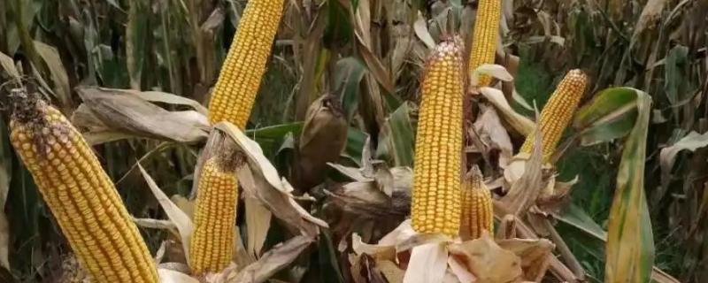 M1528玉米种子特征特性，密度5500株/亩左右