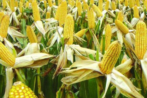 DK118玉米品种简介，适宜播种期4月中下旬