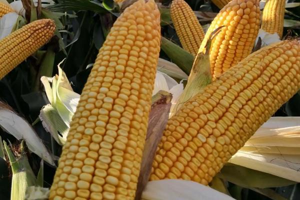 M1508玉米种子特征特性，中抗茎腐病