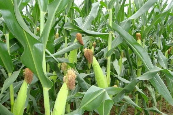 M1528玉米种子特征特性，密度5500株/亩左右