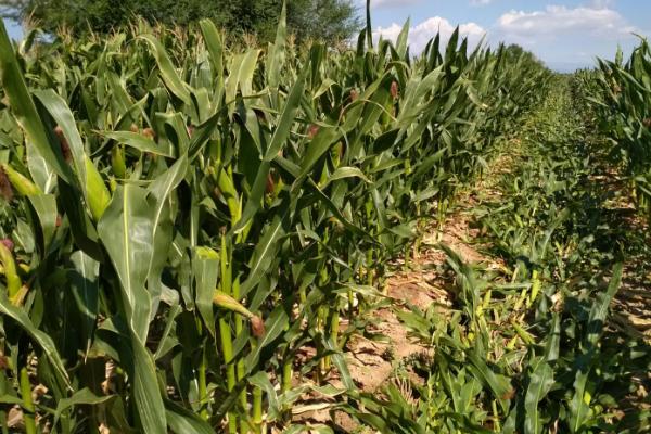 M1528玉米种子特征特性，密度5500株/亩左右