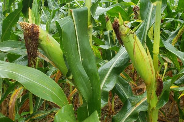 M1508玉米种子特征特性，中抗茎腐病