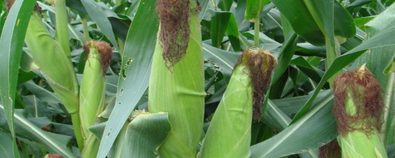 M1508玉米种子特征特性，中抗茎腐病