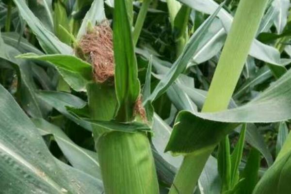 中玉749玉米品种简介，密度4500株/亩左右