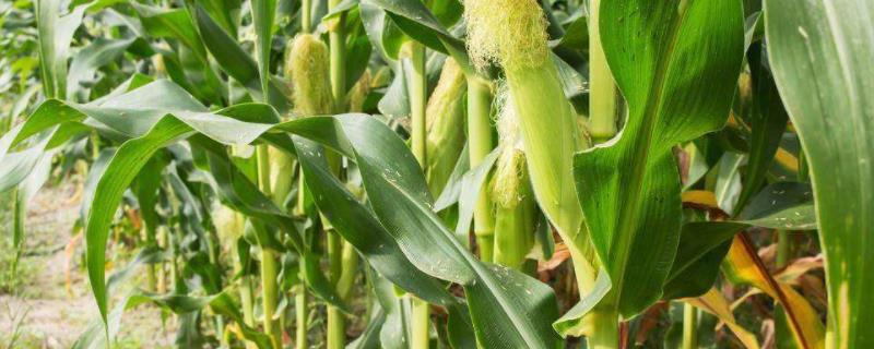 禾育2110玉米品种简介，中抗丝黑穗病