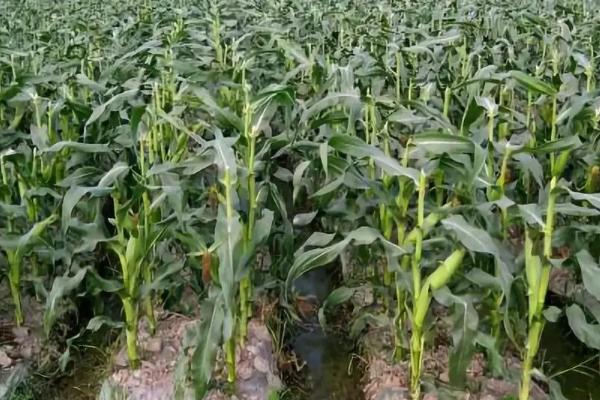 MC866玉米品种的特性，适宜播种期4月下旬至5月上旬