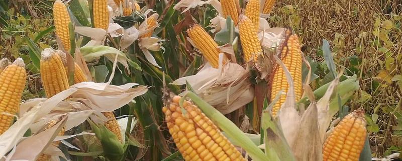 中玉749玉米品种简介，密度4500株/亩左右