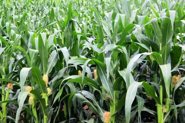 铭硕2051玉米品种简介，适宜播种期4月下旬至5月上旬