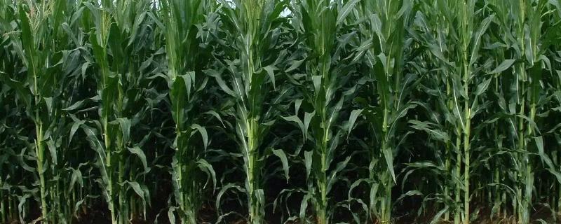 登海F1731玉米种子特点，密度5000株/亩左右