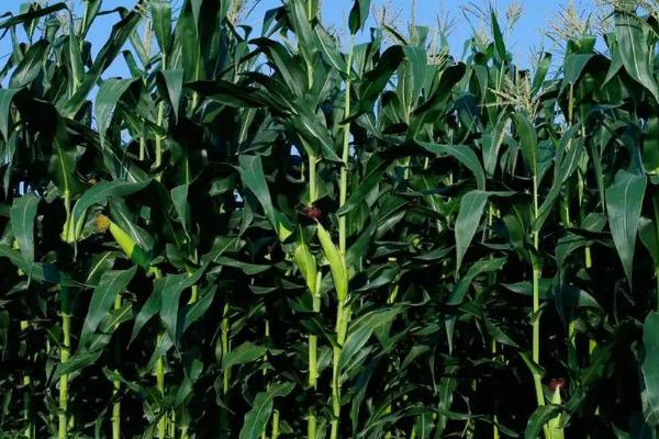 中科东玉222玉米种子简介，密度4500株/亩左右