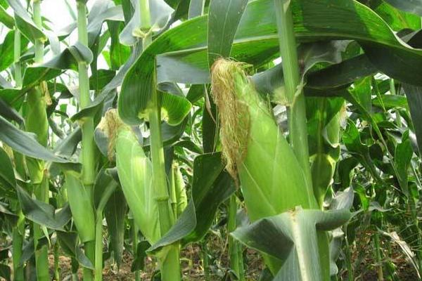 H1555玉米品种的特性，适宜播种期4月下旬至5月上旬