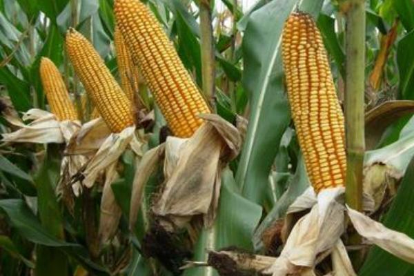 H1555玉米品种的特性，适宜播种期4月下旬至5月上旬