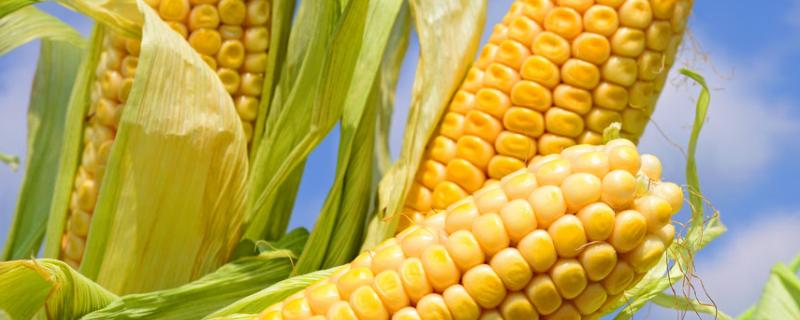 垦研1921玉米种子简介，密度5500株/亩左右