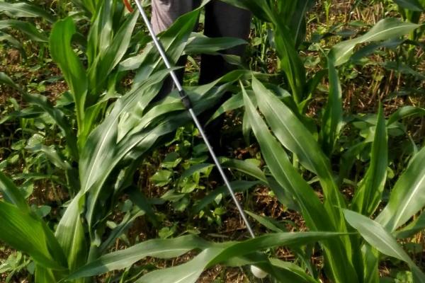 中科玉513玉米种子介绍，密度4500—5000株/亩