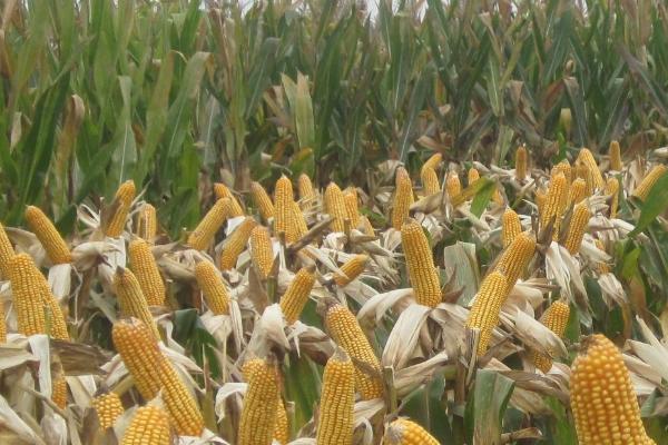 黑农玉29玉米种子特点，密度6000株/亩左右