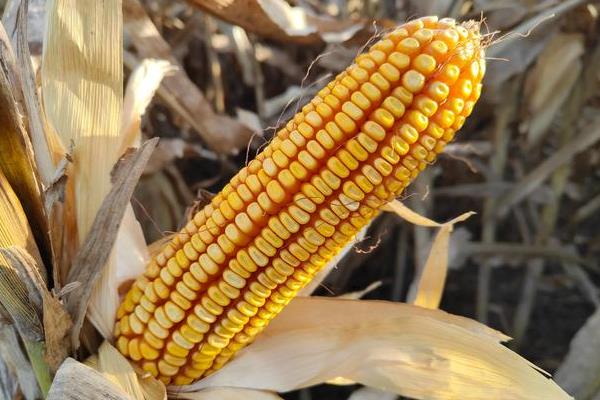 鲁泰1号玉米种子特点，高抗茎腐病