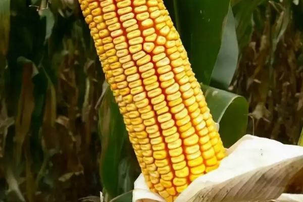 鲁泰1号玉米种子特点，高抗茎腐病
